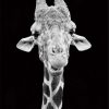 Giraffe Black And White paint by numbers