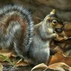 Grey Squirrel paint by numbers