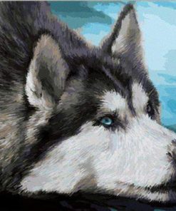 Husky portrait paint by numbers