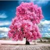 Pink Trumpet Tree paint by numbers