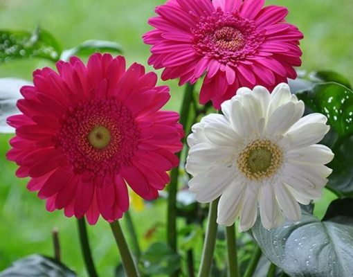 Pink White Chrysanthemum Flower paint by numbers