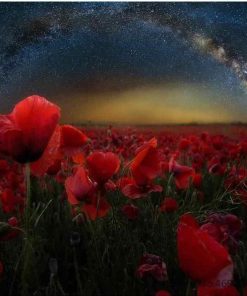 Poppy Flowers in Starry Night paint by numbers