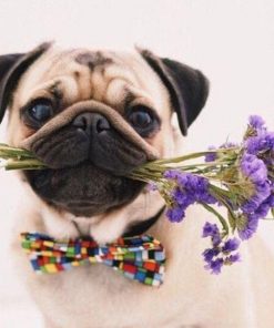 Pug Dog and Flowers paint by numbers