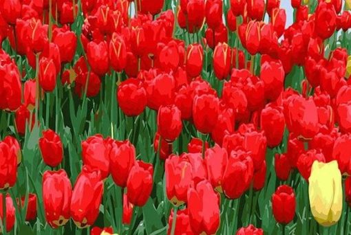 Red Tulip Flowers paint by numbers