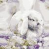 Small Rabbit paint by numbers