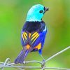 0Seven-colored-tanager-bird-paint-by-numbers