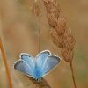 Adonis Blue paint by numbers