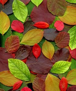 Autumn Leaves paint by numbers