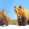 Bears In Snow paint by numbers
