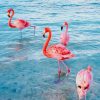Flamingos Birds paint by numbers