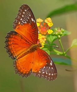 Orange Butterfly paint by numbers