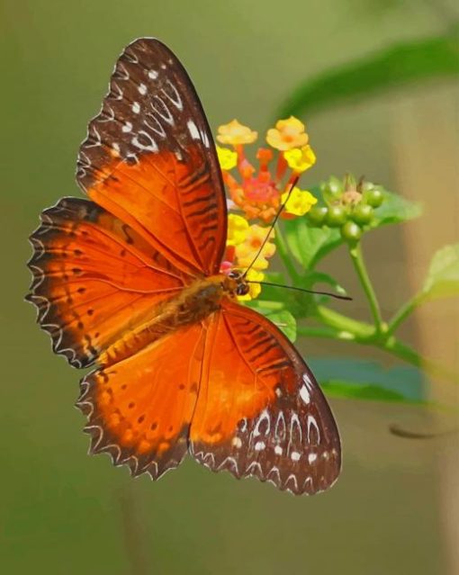 Orange Butterfly paint by numbers