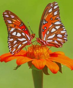 Orange Monarch Butterfly paint by numbers