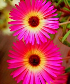 Pink Daisies paint by numbers