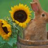 Rabbit And Sunflowers paint by numbers