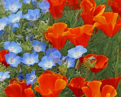 Red and Blue Poppy Flowers paint by numbers