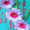 White Pink Daisies paint by numbers