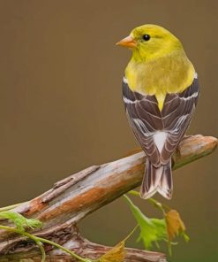 Brown And Yellow Bird paint by numbers