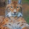Bobcat paint by numbers