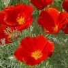 California Poppy Flowers paint by numbers