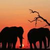Elephants Sunset paint by numbers