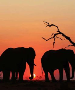 Elephants Sunset paint by numbers