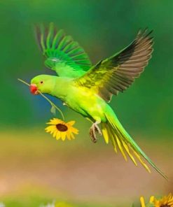 Green Parrot And Sunflower paint by numbers