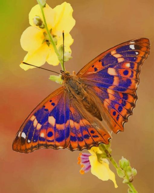 Purple Emperor Butterfly paint by numbers