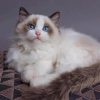 Ragdoll Cat paint by numbers