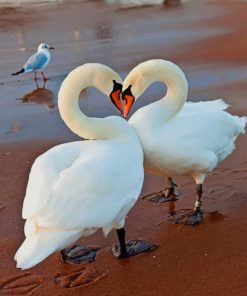 White Swans In love paint by numbers