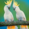 White Cockatoos Paint by numbers