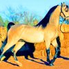 Arabic Horse paint by numbers