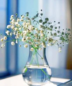 Baby's Breath Glass Vase paint by numbers