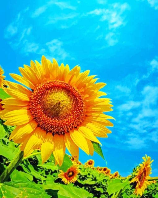 Beautiful Sunflower paint by numbers