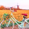 Bike In Orange Tulips Field paint by numbers