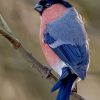 Blue And Pink Sallow paint by numbers