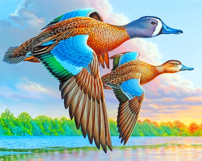 Blue Winged Teal Paint by numbers