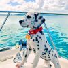 Dalmatian On Boat paint by numbers