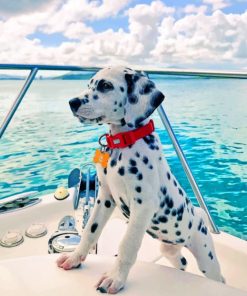 Dalmatian On Boat paint by numbers