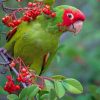Green Parrot paint by numbers