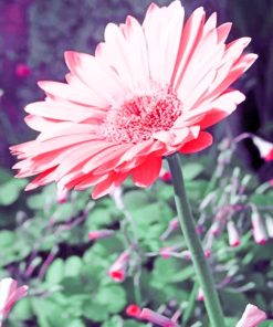 Pink Daisy paint by numbers