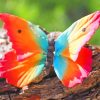 Rainbow Butterfly paint by numbers