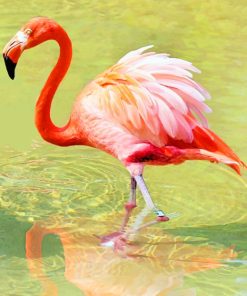 Red Flamingo paint by numbers