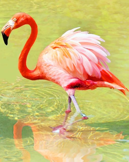 Red Flamingo paint by numbers