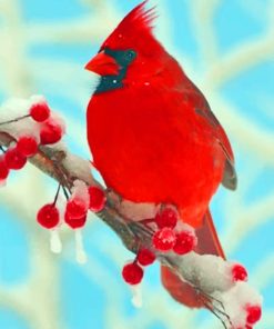 Red Cardinal paint by numbers