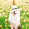 Samoyed Dog With Hat paint by numbers