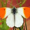White Orange Butterfly Wings paint by numbers
