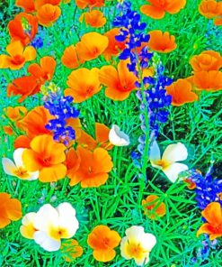 White And Orange Mexican Gold Poppies Paint by numbers
