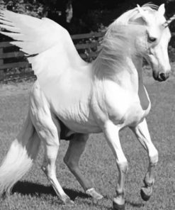 White Horse With Wings paint by numbers