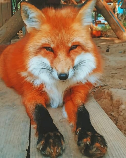 Adorable Fox Paint by numbers